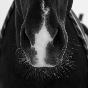 Common Horse Walker Problems and When They Need Attention